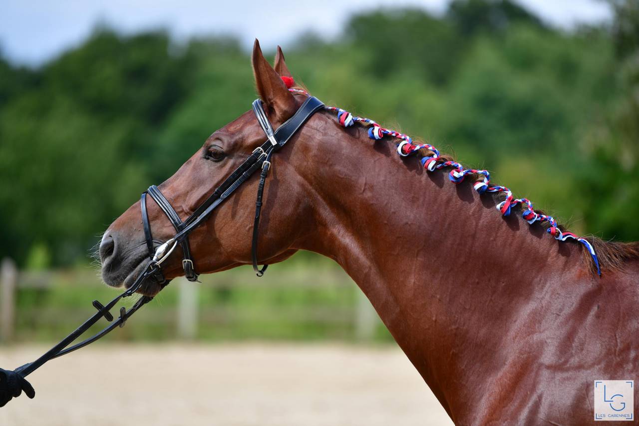 Direct &eacute;leveur, belle jument de sport tr&egrave;s polyvalente
