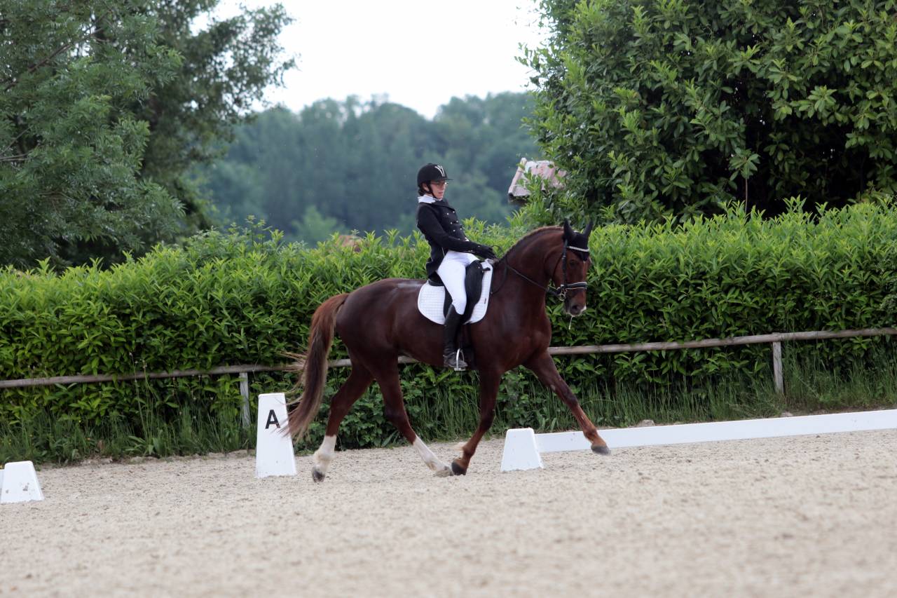 Direct &eacute;leveur, belle jument de sport tr&egrave;s polyvalente