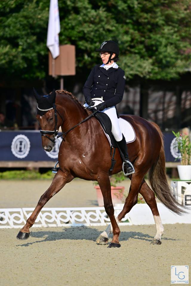 Direct &eacute;leveur, belle jument de sport tr&egrave;s polyvalente