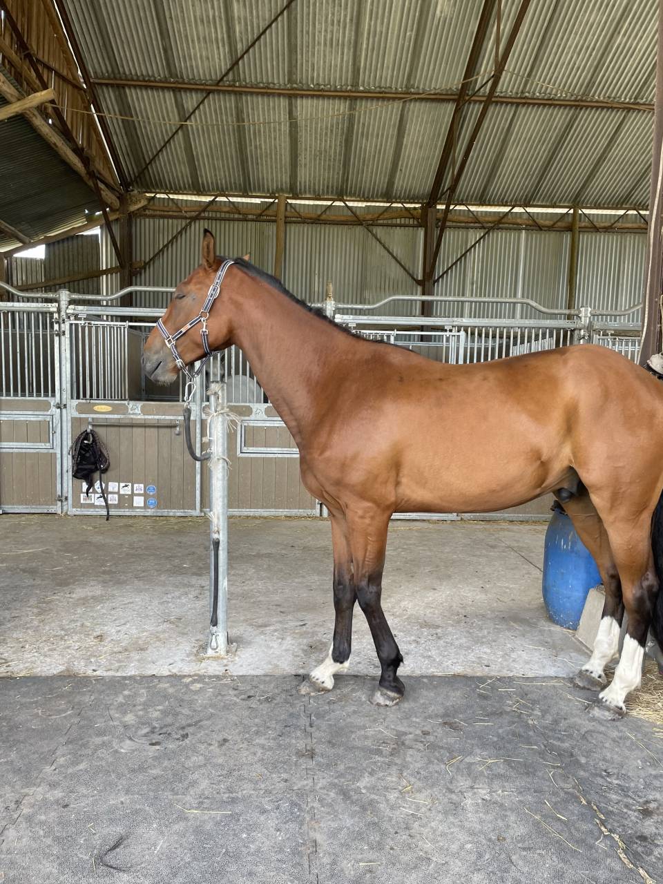 Cheval &agrave; vendre 