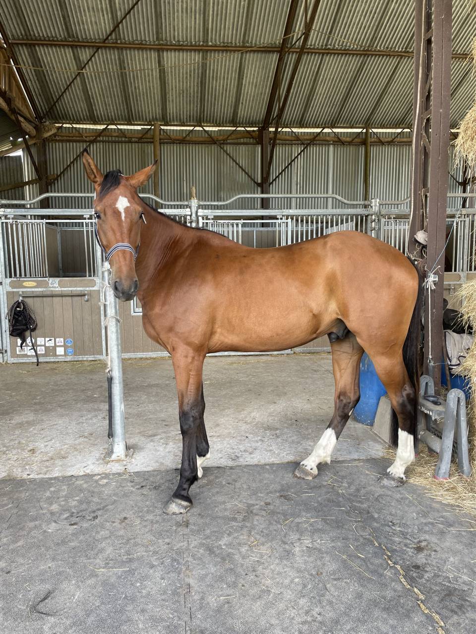 Cheval &agrave; vendre 