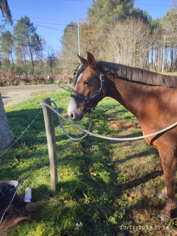 Poulini&egrave;re par Aronn'n 