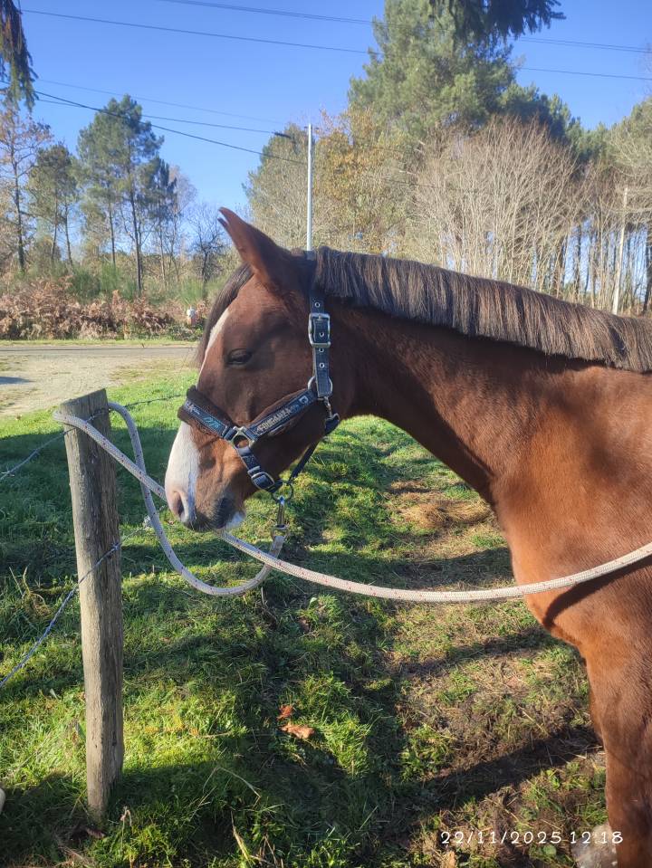 Poulini&egrave;re par Aronn'n 