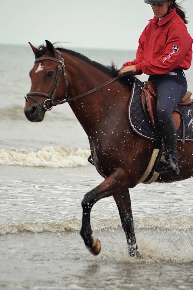 Poney de Grand prix / Grand prix excellence &agrave; Vendre 