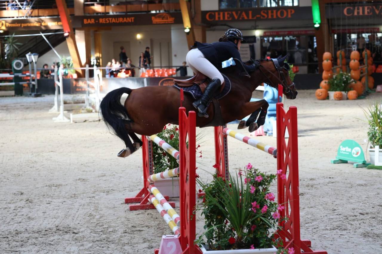 Poney de Grand prix / Grand prix excellence &agrave; Vendre 