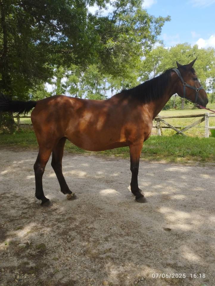 Poulini&egrave;re par Jus des fontaines 