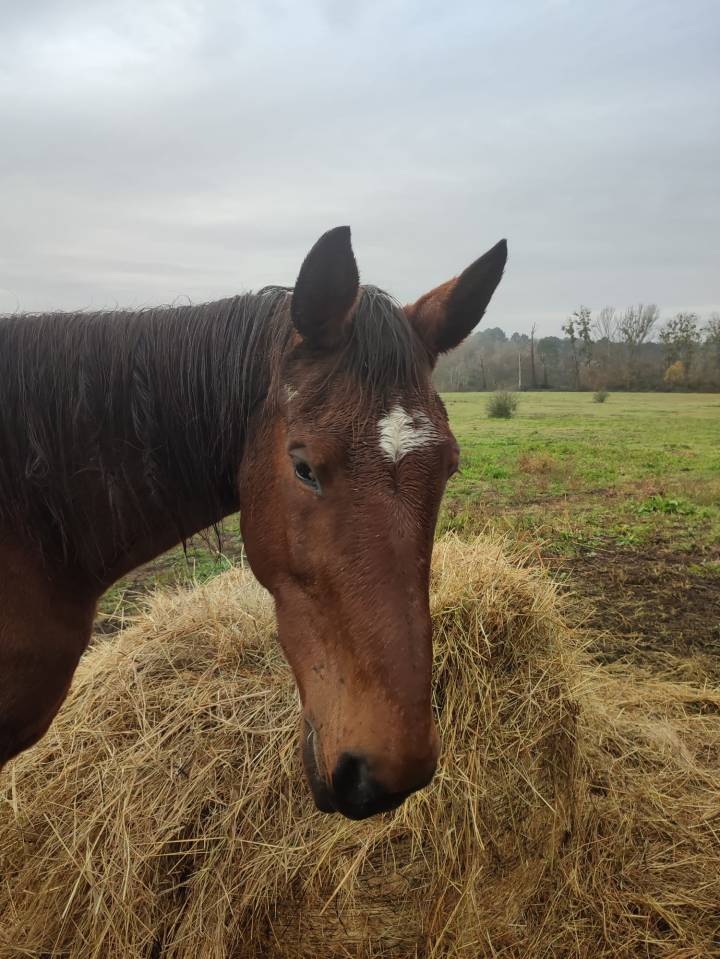 Poulini&egrave;re par Jus des fontaines 
