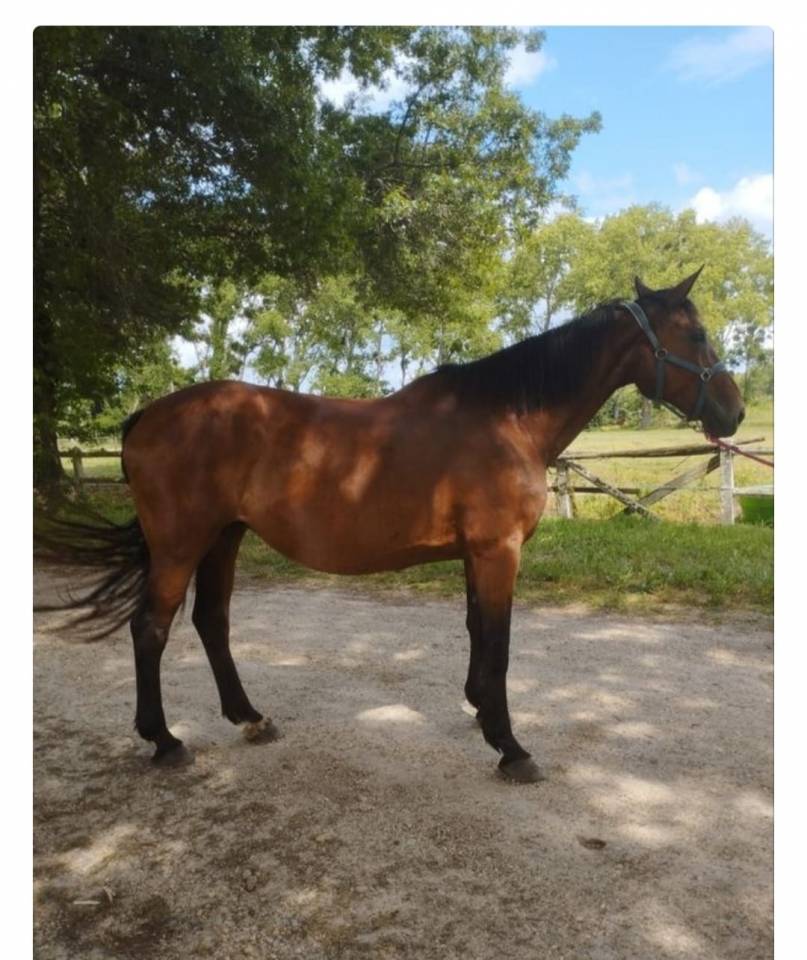 Poulini&egrave;re par Jus des fontaines 