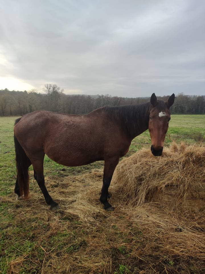 Poulini&egrave;re par Jus des fontaines 