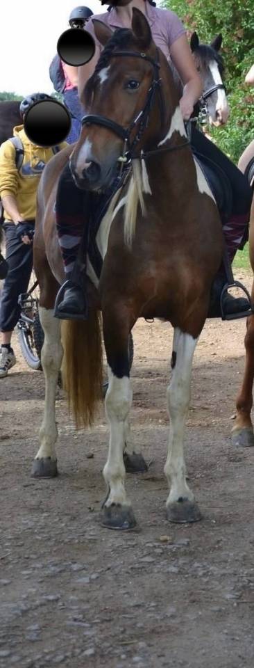 Jument &agrave; vendre 