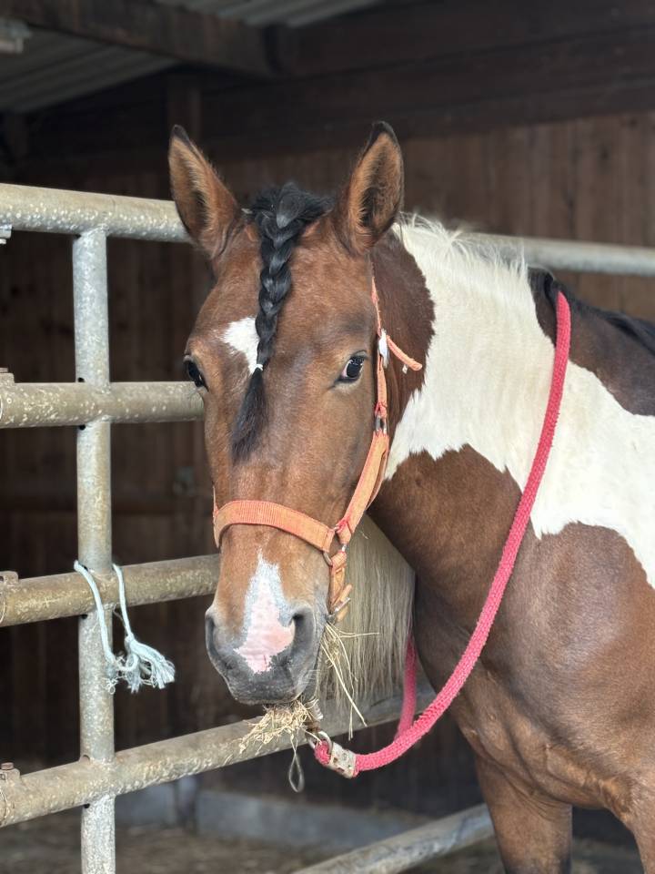 Jument &agrave; vendre 