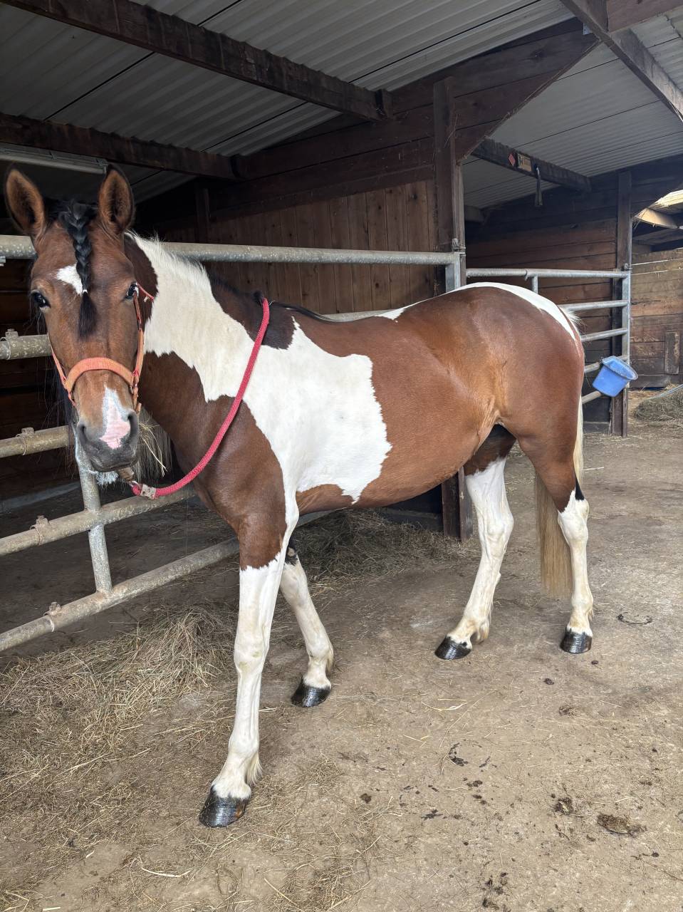 Jument &agrave; vendre 