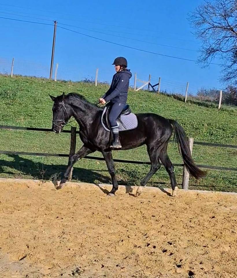 Superbe hongre KWPN - 3 ans (Dressage, CSO)