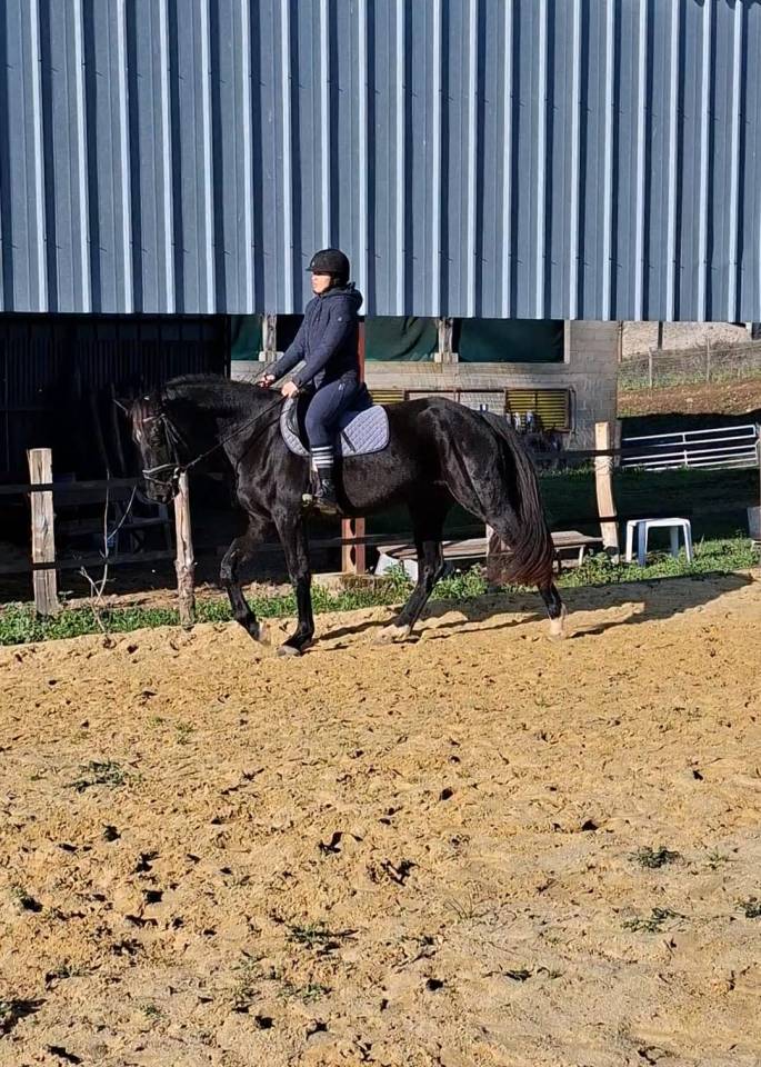 Superbe hongre KWPN - 3 ans (Dressage, CSO)