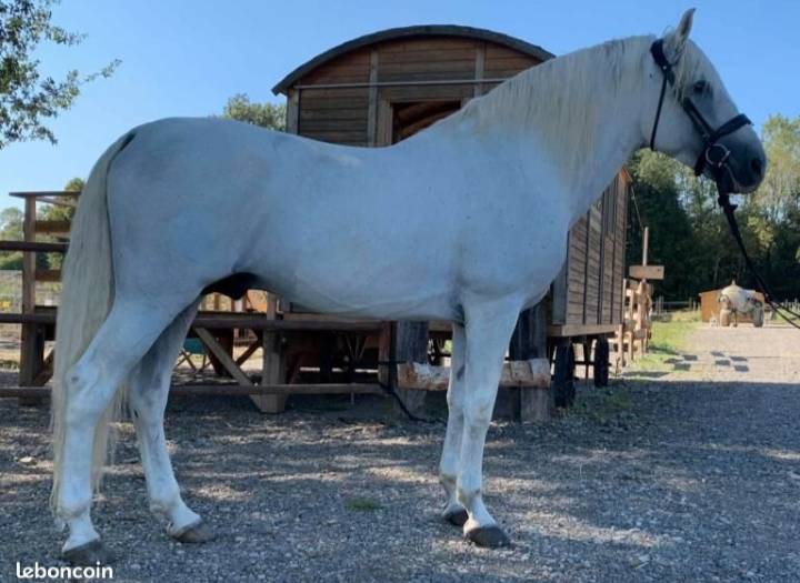 Entier pur race espagnol 