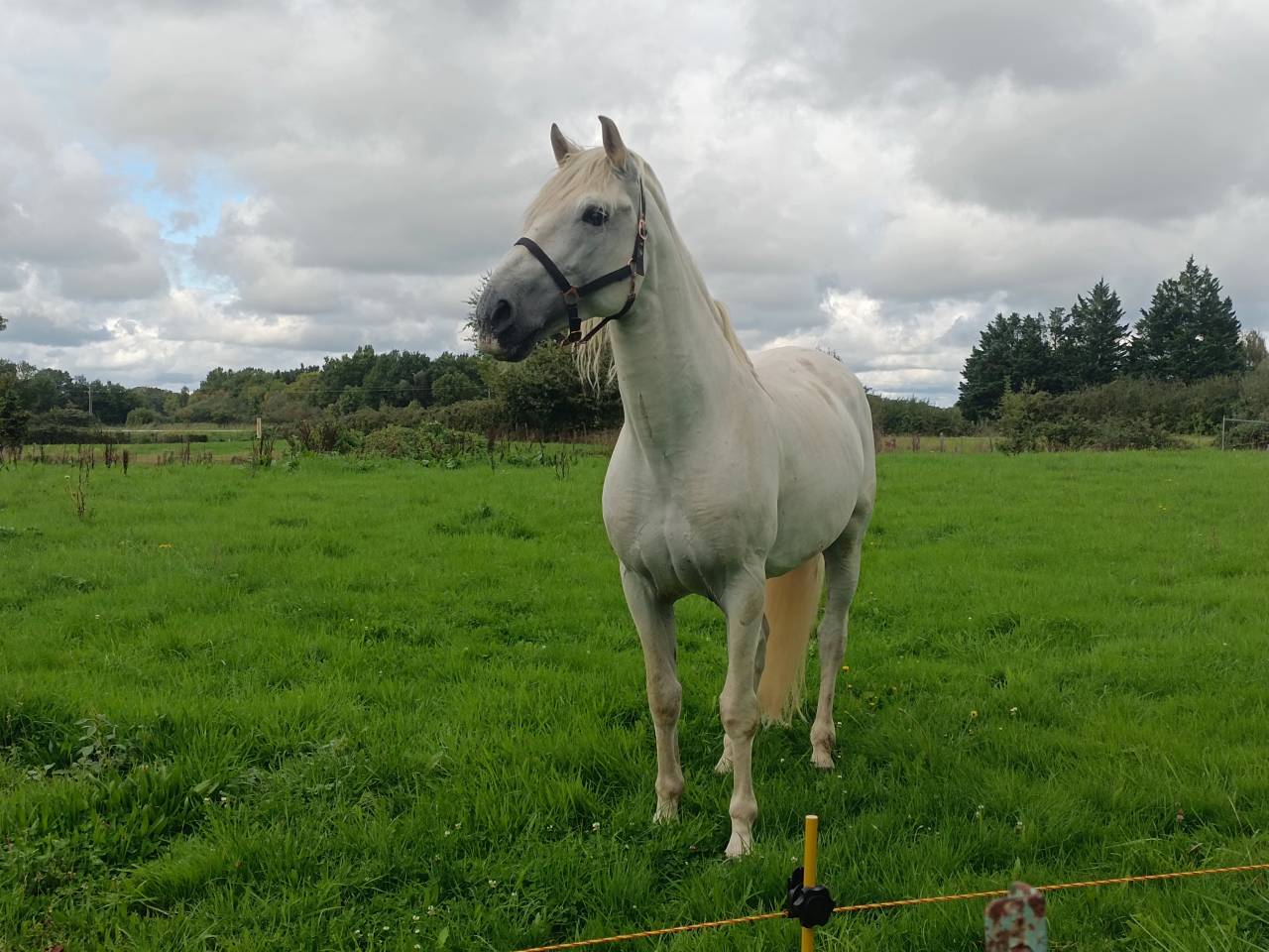 Entier pur race espagnol 