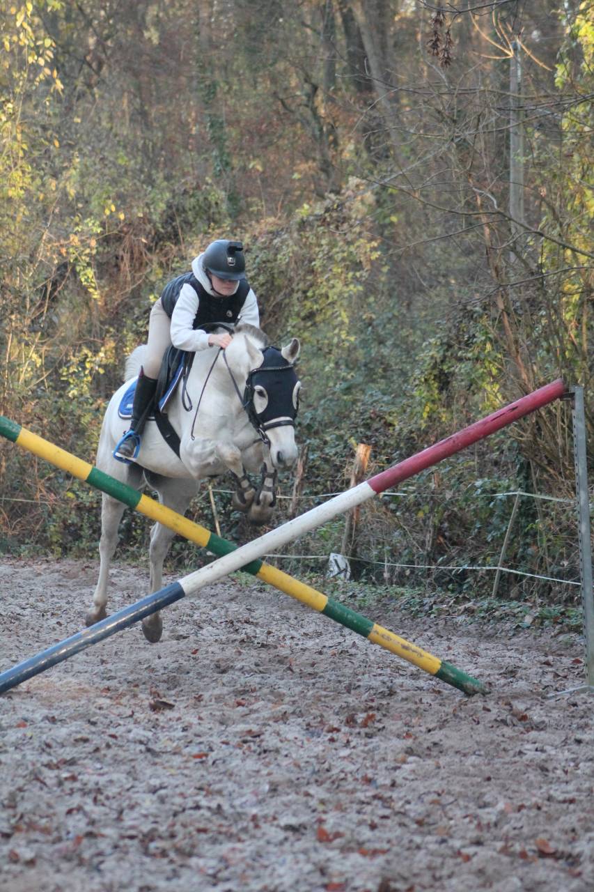 recherche d&rsquo;emploi &eacute;questre 