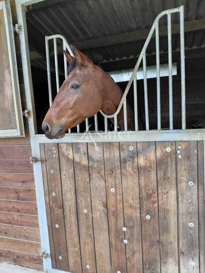 Propri&eacute;t&eacute; &eacute;questre de caract&egrave;re