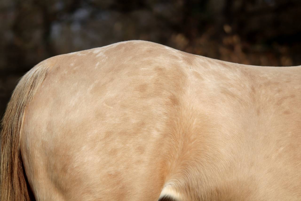 Jument Paint X Appaloosa champagne de 4 ans 