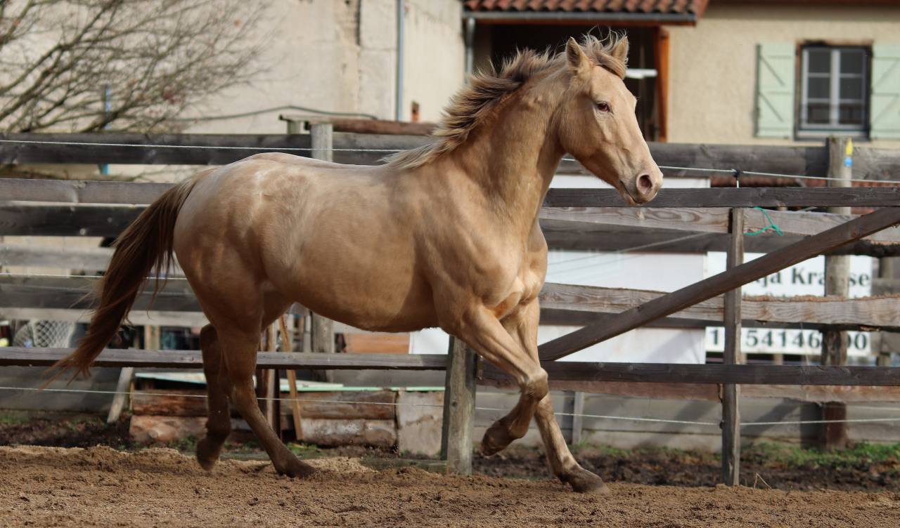 Jument Paint X Appaloosa champagne de 4 ans 