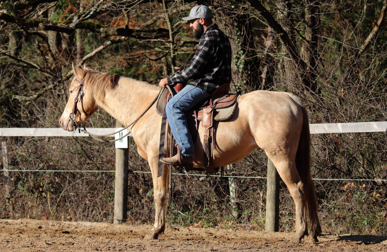 Jument Paint X Appaloosa champagne de 4 ans 