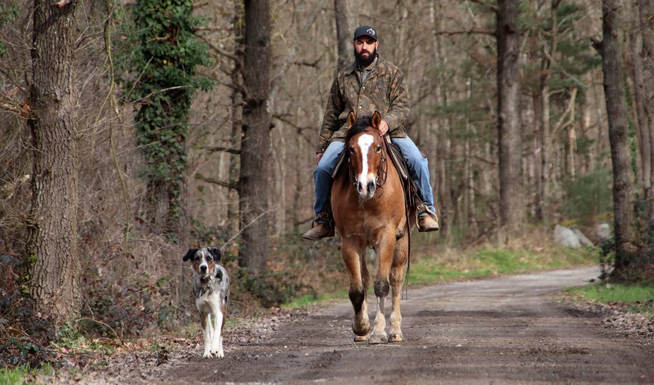 Hongre paint horse PP 7 ans 