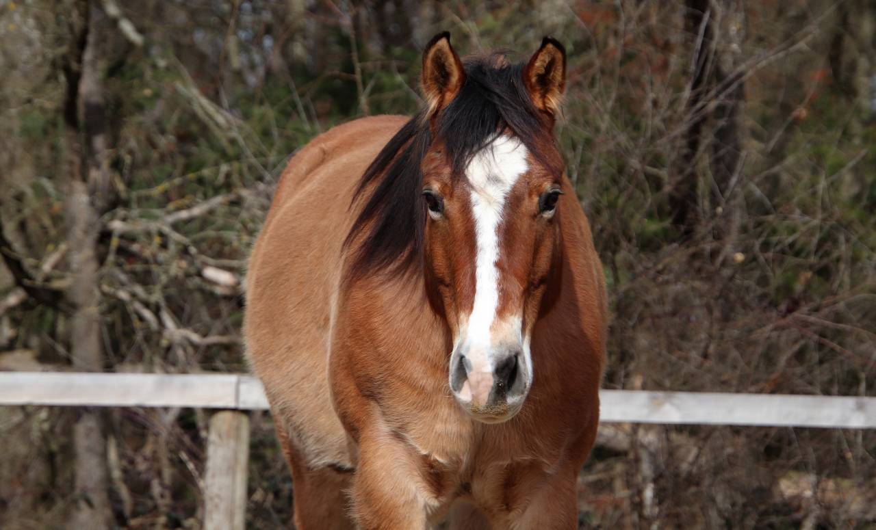 Hongre paint horse PP 7 ans 