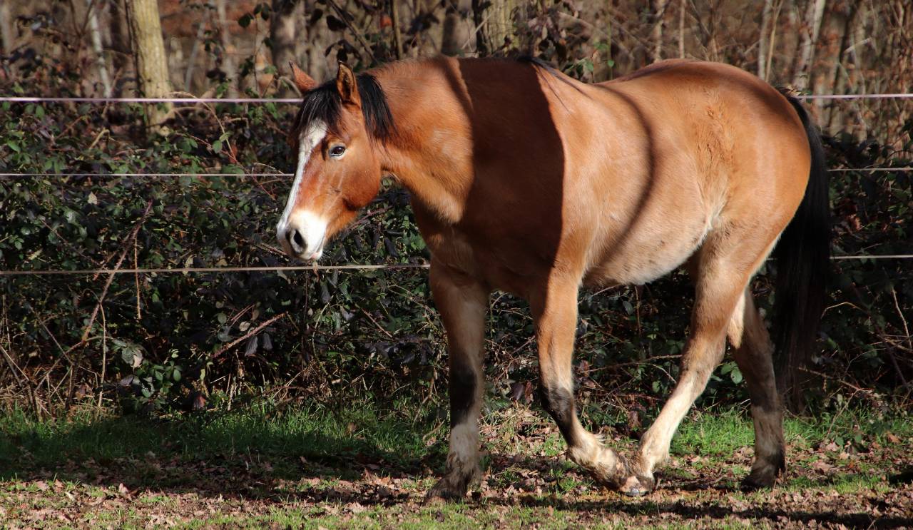 Hongre paint horse PP 7 ans 