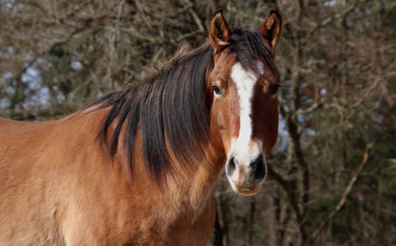 Hongre paint horse PP 7 ans 