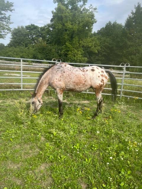 demi pension sur cheval appaloosa borest (oise)