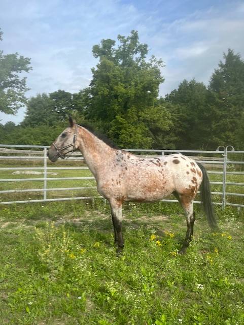 demi pension sur cheval appaloosa borest (oise)