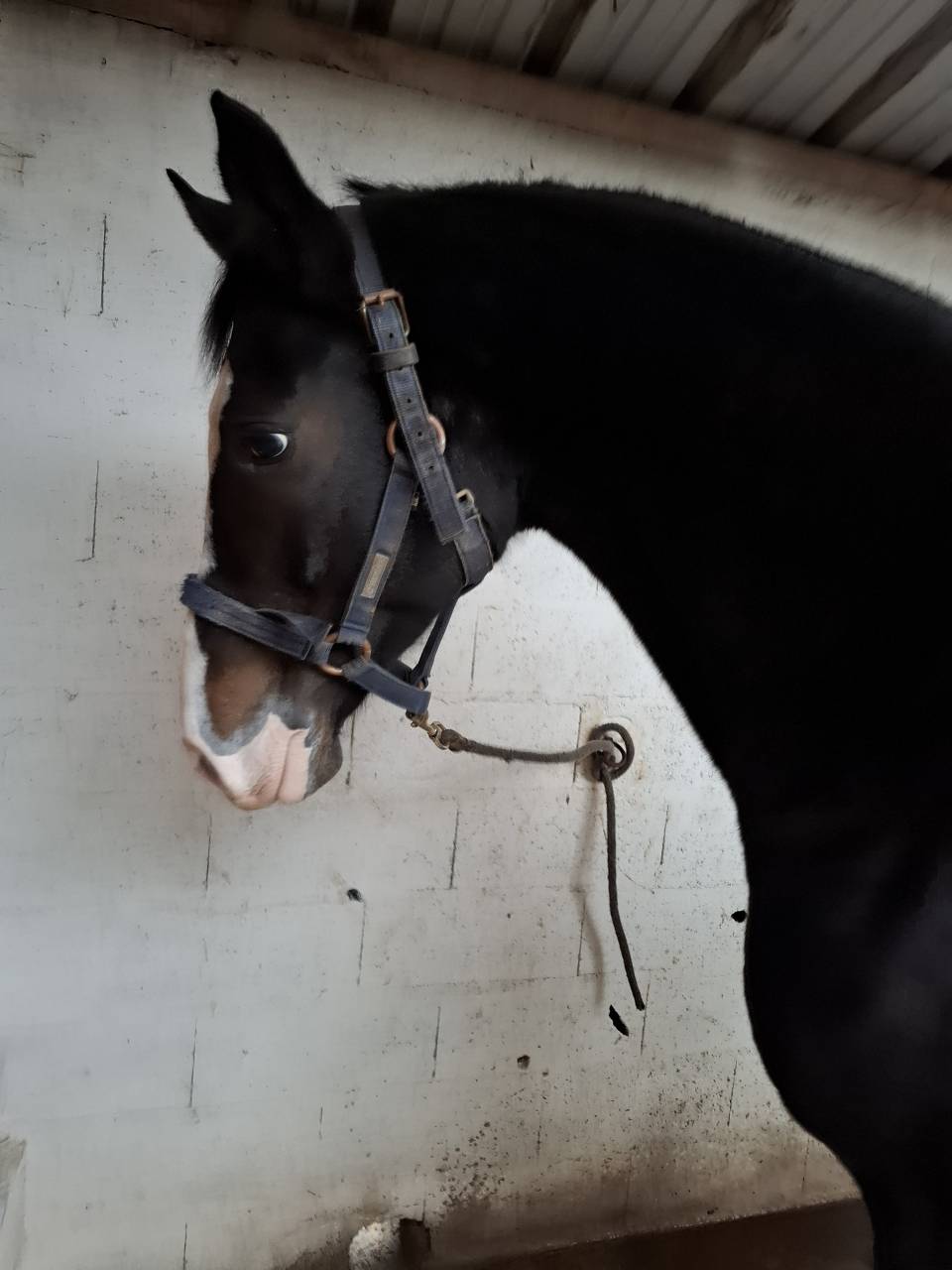 Jument origines kwpn