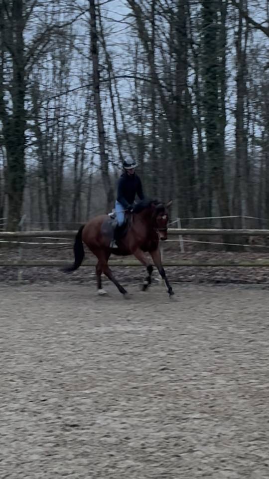 hongre de 3 ans &agrave; vendre 