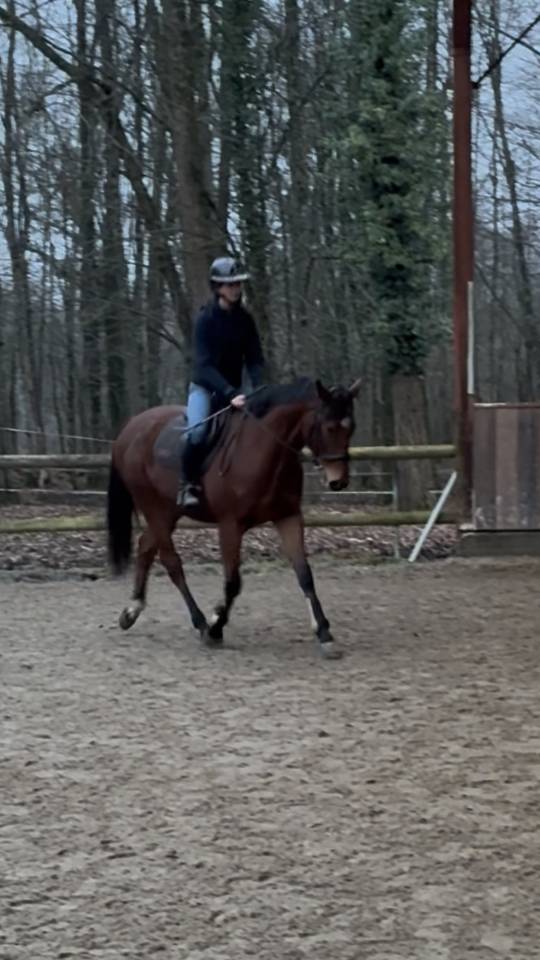 hongre de 3 ans &agrave; vendre 