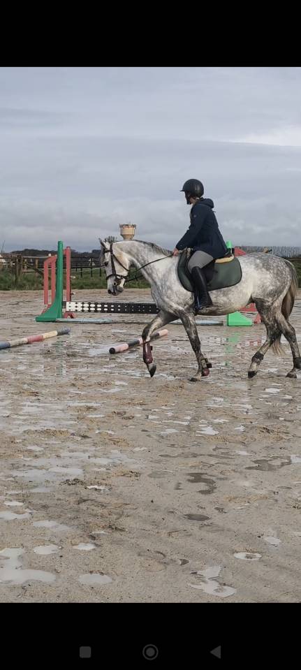 Anglo arabe 5 ans hongre