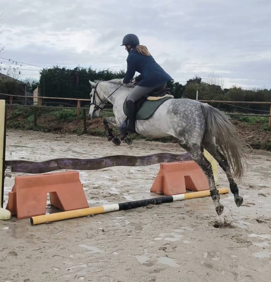 Anglo arabe 5 ans hongre