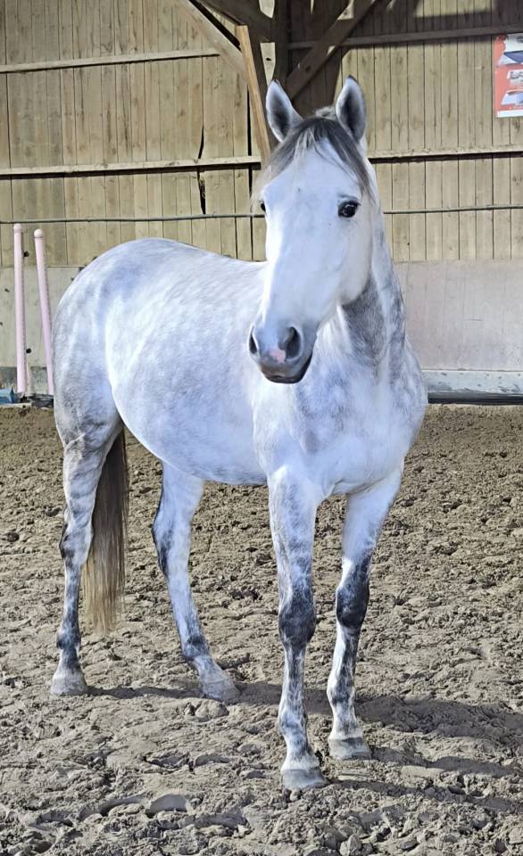 Anglo arabe 5 ans hongre