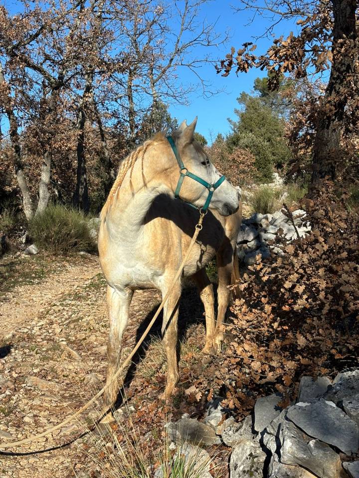 Jument pur sang anglais