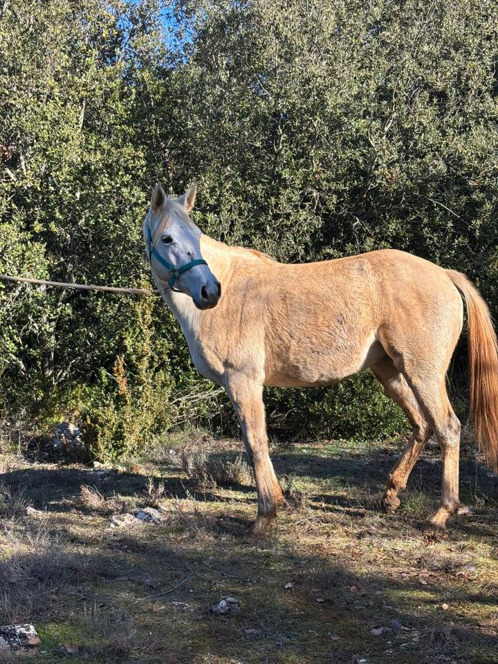 Jument pur sang anglais