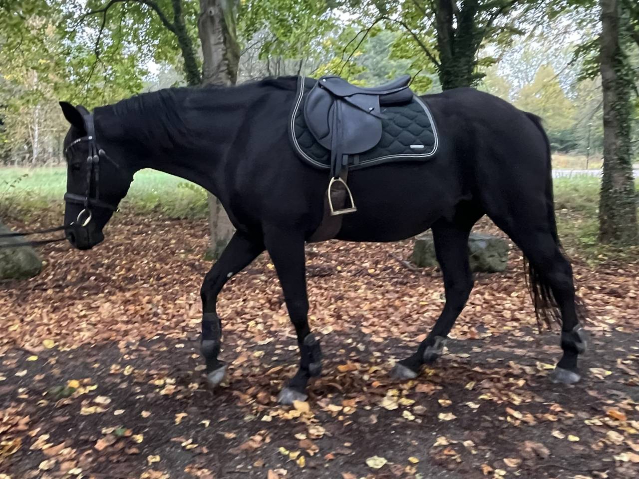 Cheval hongre noir 9 ans 1m60