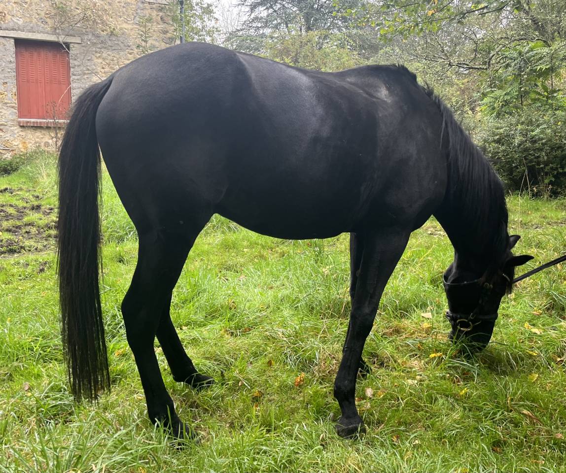 Cheval hongre noir 9 ans 1m60