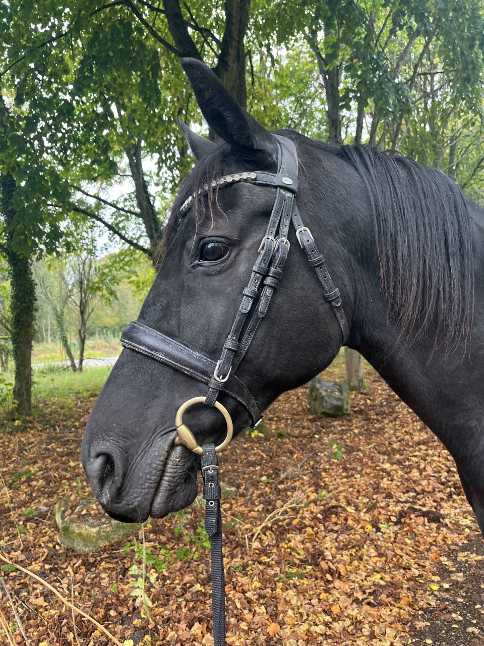 Cheval hongre noir 9 ans 1m60