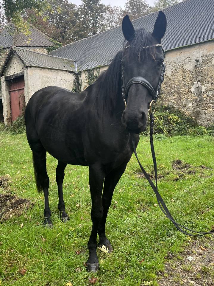 Cheval hongre noir 9 ans 1m60