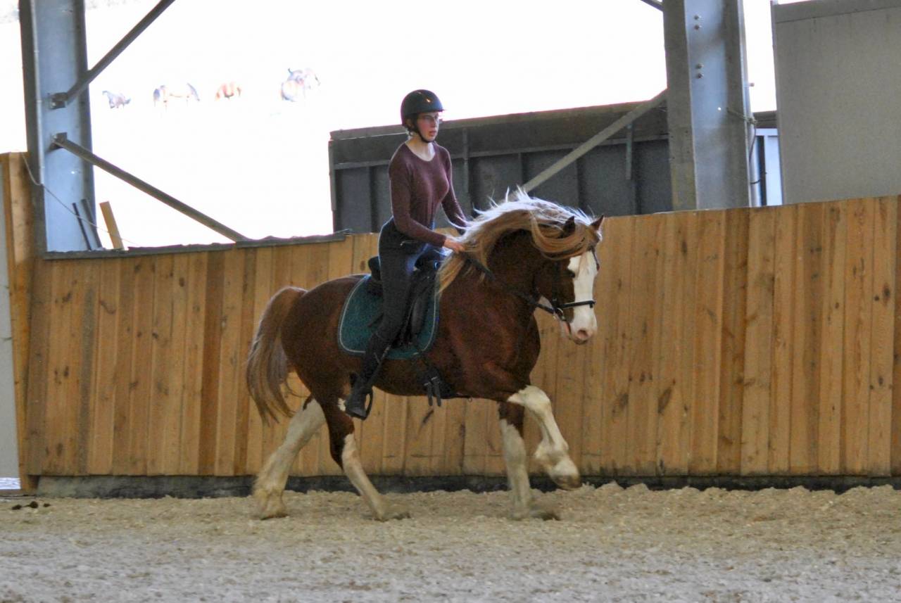 Saillie Welsh Cob 