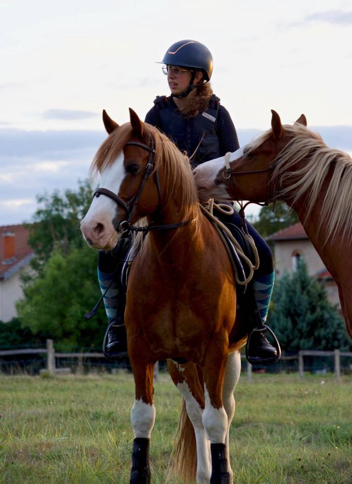 Saillie Welsh Cob 