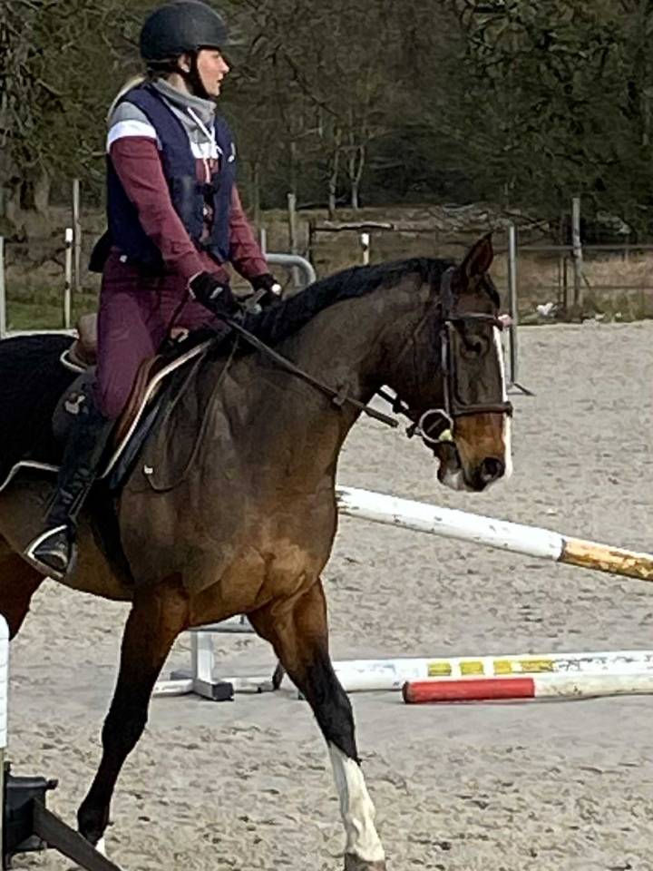 Dylhan joli hongre SF PP 12 ans