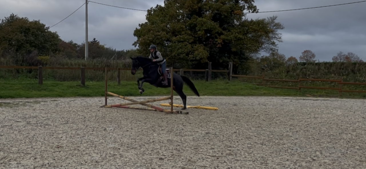 Jument pour cso, dressage ou loisir 