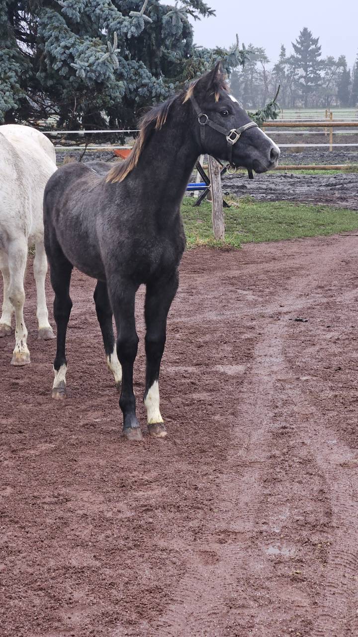 Poulain par vagabond de la pomme