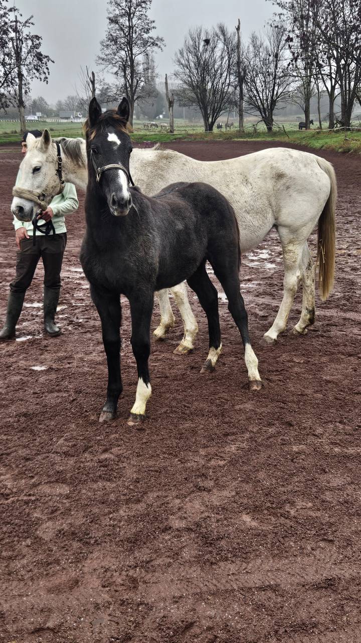 Poulain par vagabond de la pomme