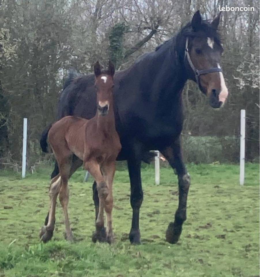  Poulini&egrave;re Trotteur Fran&ccedil;ais pleine de THE BEST MADRIK